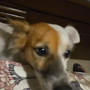 A Black and Brown Indie Dog Missing from JD block khirki extension