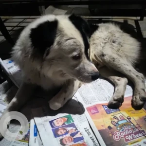 A Black and White indie Dog Found from Old Baneshwor