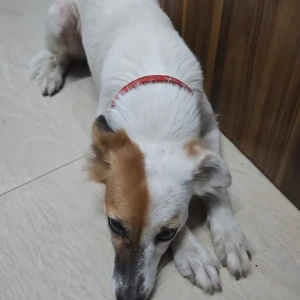 A Black and Brown Indie Dog Missing from JD block khirki extension-3