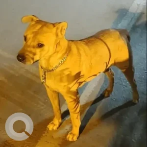 A Brown Indie Dog Found from BTM layout 2nd stage, Canopy Castle