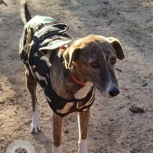 A Black and Brown Indie Dog Found from Dwarka, New Delhi