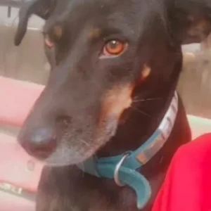 A Black Indie Dog Missing from Vijay nagar