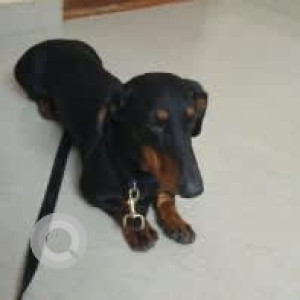 A Black and Brown Dachshund Dog Found from Landmark:, Bengaluru-2