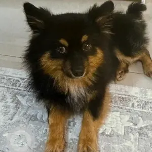 A Black and Brown Pomeranian Dog Missing from Deira area near the Concorde Hotel