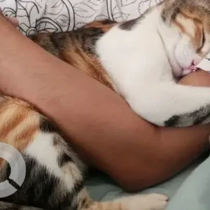 A White-Brown Mix Calico Cat Missing from Chikkatirupathi-2