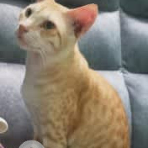 A White-Brown Mix Indie Cat Missing from Madipakkam, Chennai-2