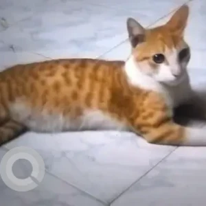 A Orange Ginger cat Cat Missing from Chennai