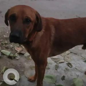A Brown Indie Dog Missing from N Block, Greater Kailash 10