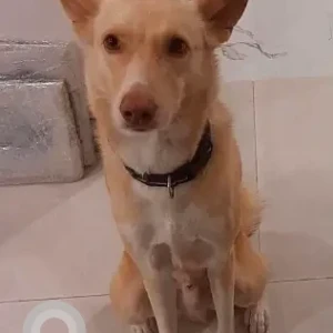 A White-Brown Mix Mix Dog Missing from Jumeirah 2