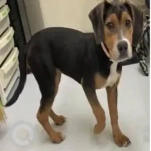 A Black and White Beagle Mix Dog Found from Crown Point Dr Hyde park