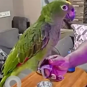 A Green Yellow crowned Amazon Bird Missing from Mira Road