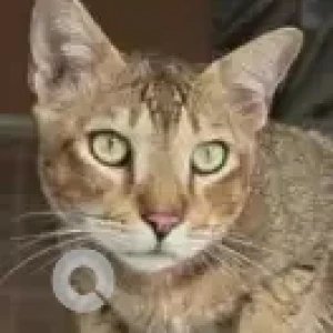 A Brown Calico Cat Missing from Meenambakkam, Chennai