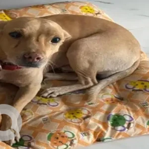 A Brown Indie Dog Missing from Kottivakam
