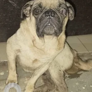 A White Pug Dog Found from Bhatagaon, Raipur