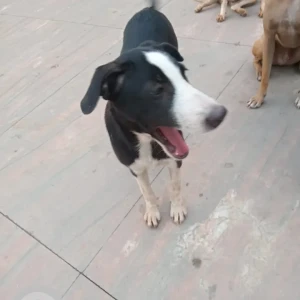 A Black and White Indie Dog Missing from CBD Belapur, Navi Mumbai-3