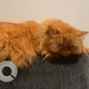 A Orange Persian Dog Missing from Channasandra, Rajarajeshwari nagar-2