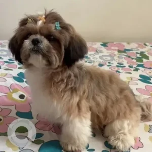 A White-Brown Mix Shih Tzu Dog Missing from Jp nagar, Mysore-2