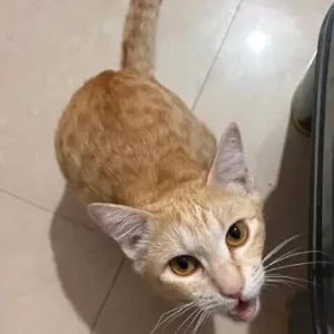 A White-Brown Mix Indie Cat Missing from Koramangala 8th block-2