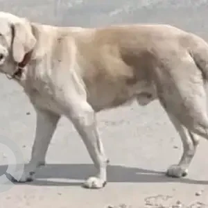 A Light Brown Labrador Dog Found from Jorpati