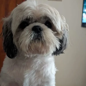 A White Shih Tzu Dog Missing from Lakshmipura near Kasipu resto