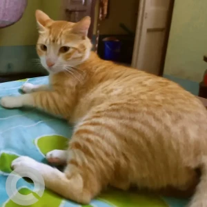 A Orange Ginger Cat Missing from Madhyamgram-2