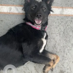 A Black Indie -Shepherd mix Dog Missing from E block, DLF Phase-1