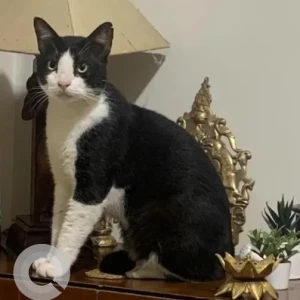 A Black and White Indie Cat Missing from 6th Lane, Prabhat Road