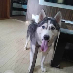 A White and Grey Siberian Husky Dog Found from Yelahanka, Bengaluru-3