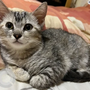 A Grey Domestic Shorthair Cat Missing from NOVA in AlBarsha