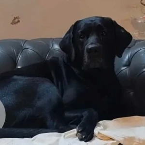 A Black Labrador Dog Missing from Gurugram