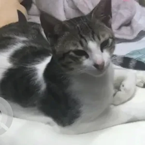 A White-Brown Mix Domestic Shorthair Cat Missing from Karama Street-2