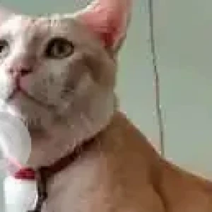 A White-Brown Mix Indie Dog Missing from Guwahati-2