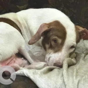 A White-Brown Mix Indie Dog Missing from Nirmal College Kandivali West