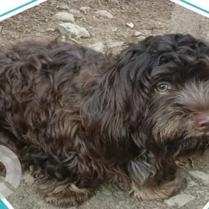 A Black and Brown Poddle Dog Missing from Chinna Chokkikulam