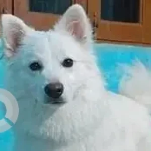 A White Pomeranian Dog Missing from Wazirabad, Sector-52-4