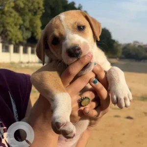 Male Indie Dog Adoption for Adoption in Dwarka sec14