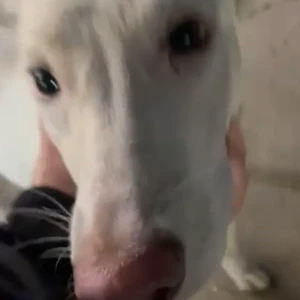 A White Indie Dog Found from Dwarka sector 19, Amberhai-2