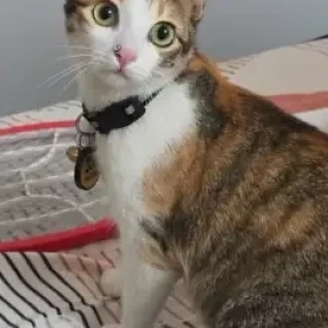 A White-Brown Mix Calico Cat Missing from Chengalpet Forest Area-2