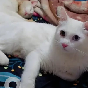 A White Turkish Angora Cat Missing from Kankanagar 17th cross-3