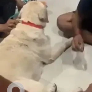 A White Labrador Dog Found from Ullal lake, Vishveshwarayya layout-2