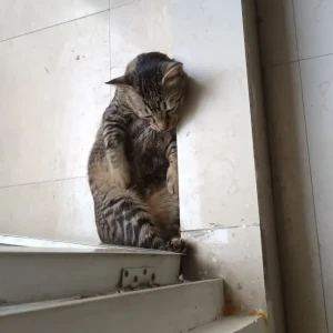 A Grey INDIE grey Tabby Cat Missing from VEDANTA FARMS, Sun City, Ghaziabad-4