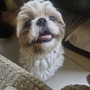A Light Brown Shih Tzu Dog Missing from BTM Layout, 22nd Cross, opposite Madiwala