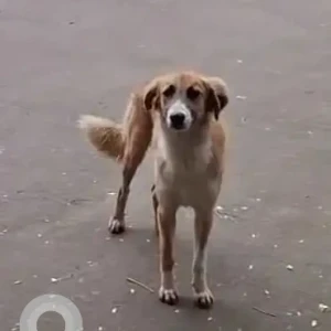A White-Brown Mix Indie Dog Found from Baner, Pune