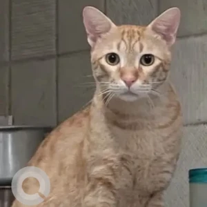 A Orange Ginger Cat Missing from Pandav Nagar, Mayur Vihar-2