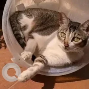 A Grey-White Mix Indie Cat Missing from Prestige Parkview, Hope Farm-3