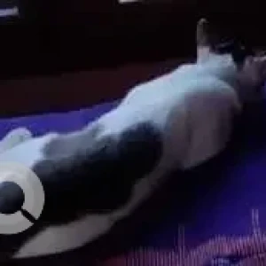 A Black and White Indie Cat Missing from Khaliamari, Dibrugarh-4