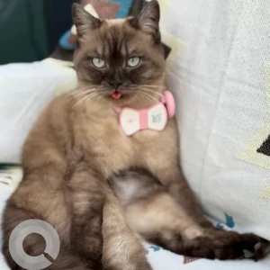 A Black and Brown Siamese Cat Missing from Noya Viva, Yas Island