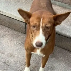 A Black and Brown Indie Dog Missing from Apex Athena, Sector 75