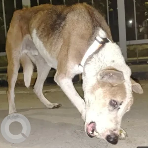 A White-Brown Mix Indie Dog Found from Palam metro