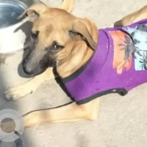 A White-Brown Mix Indie Dog Missing from Rainbow hospital Malviya Nagar